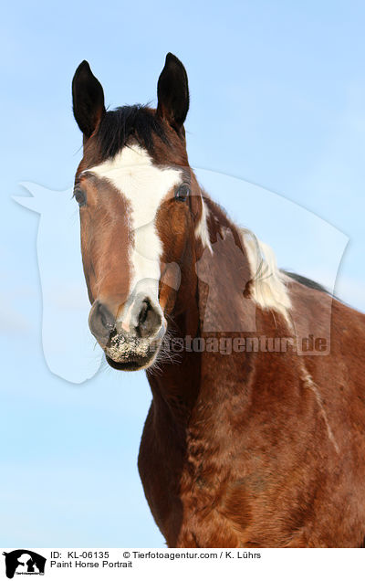 Paint Horse Portrait / Paint Horse Portrait / KL-06135