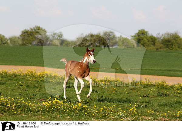 Paint Horse foal / JH-12166