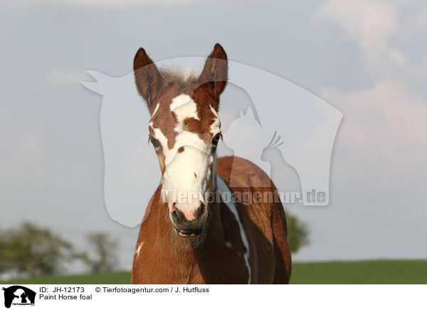 Paint Horse foal / JH-12173
