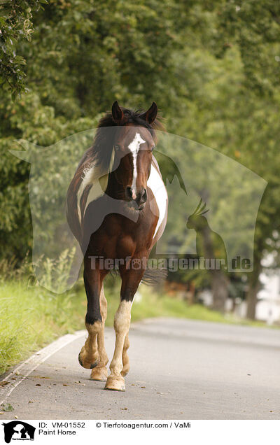 Paint Horse / Paint Horse / VM-01552