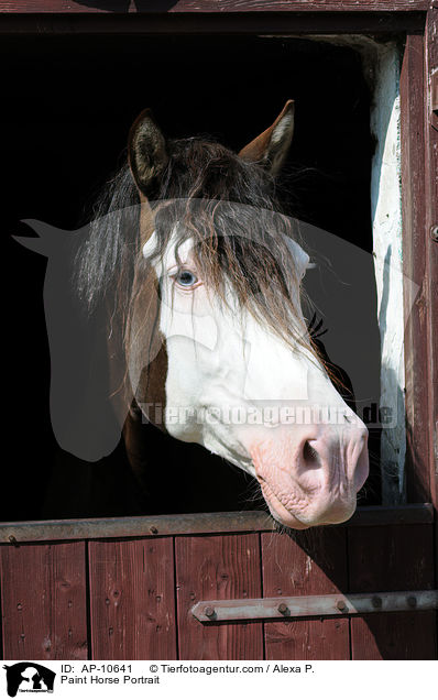 Paint Horse Portrait / Paint Horse Portrait / AP-10641