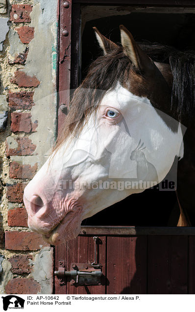 Paint Horse Portrait / Paint Horse Portrait / AP-10642