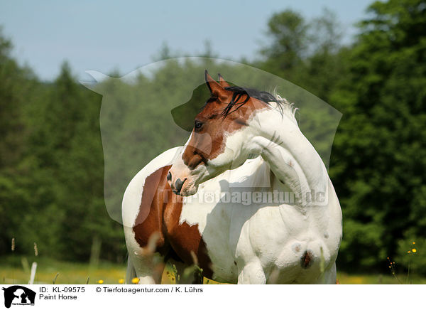 Paint Horse / Paint Horse / KL-09575