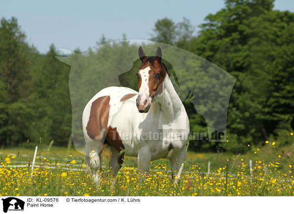 Paint Horse / Paint Horse / KL-09576