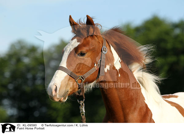 Paint Horse Portrait / Paint Horse Portrait / KL-09580