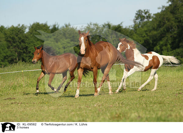 3 Pferde / 3 horses / KL-09582