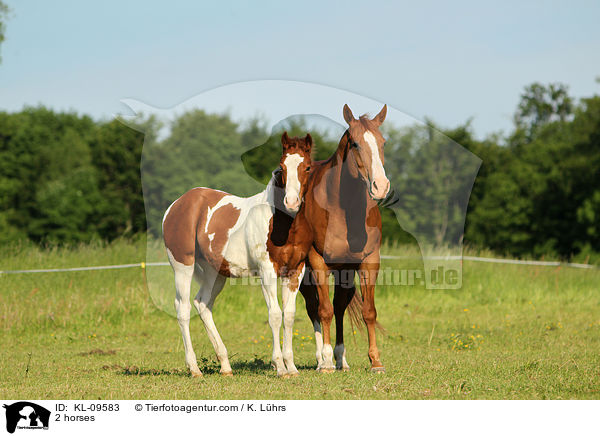 2 Pferde / 2 horses / KL-09583