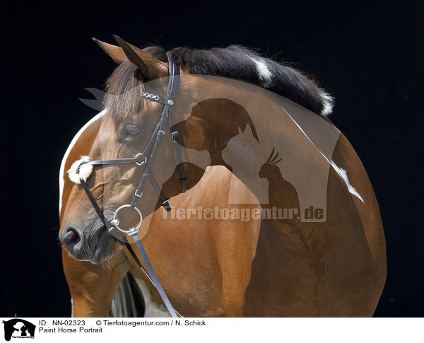 Paint Horse Portrait / Paint Horse Portrait / NN-02323