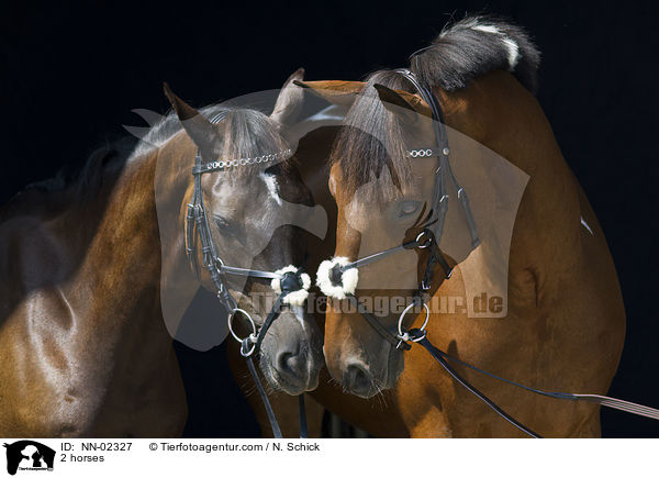 2 Pferde / 2 horses / NN-02327