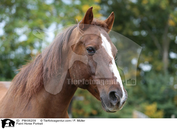 Paint Horse Portrait / Paint Horse Portrait / PM-06209