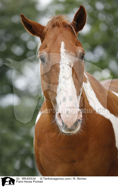 Paint Horse Portrait / RR-85539