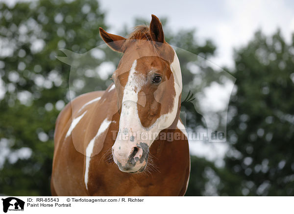 Paint Horse Portrait / Paint Horse Portrait / RR-85543