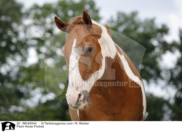 Paint Horse Portrait / Paint Horse Portrait / RR-85544