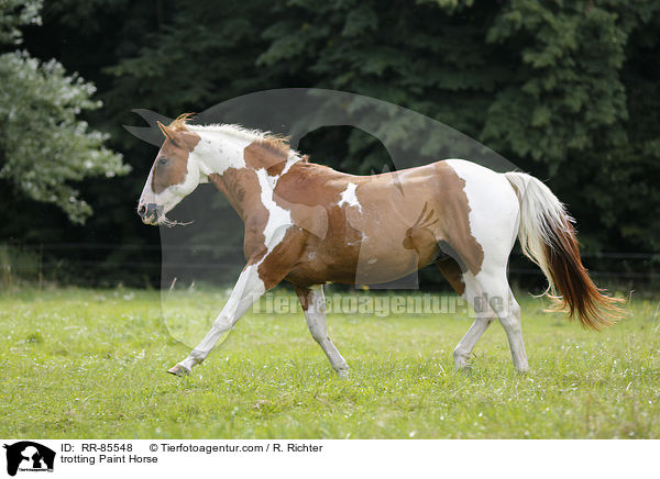 trabendes Paint Horse / trotting Paint Horse / RR-85548