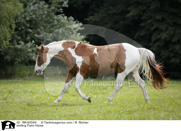trabendes Paint Horse / trotting Paint Horse / RR-85549