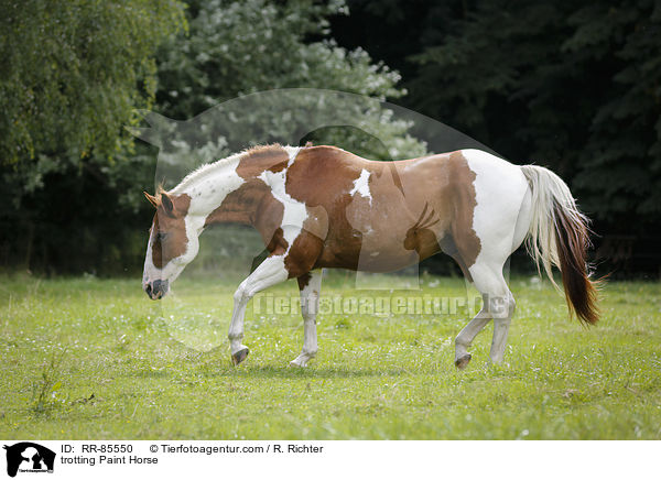 trabendes Paint Horse / trotting Paint Horse / RR-85550
