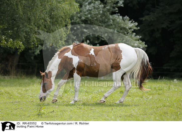 trabendes Paint Horse / trotting Paint Horse / RR-85552