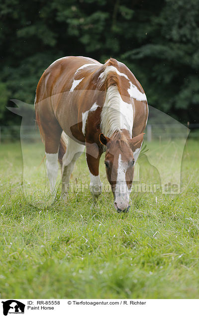 Paint Horse / Paint Horse / RR-85558