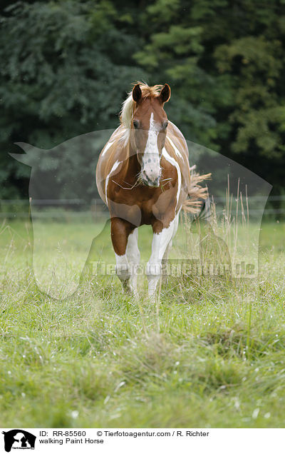 laufendes Paint Horse / walking Paint Horse / RR-85560