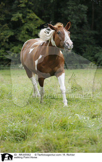 laufendes Paint Horse / walking Paint Horse / RR-85562