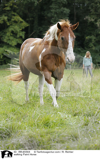 laufendes Paint Horse / walking Paint Horse / RR-85564