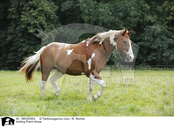 trabendes Paint Horse / trotting Paint Horse / RR-85569
