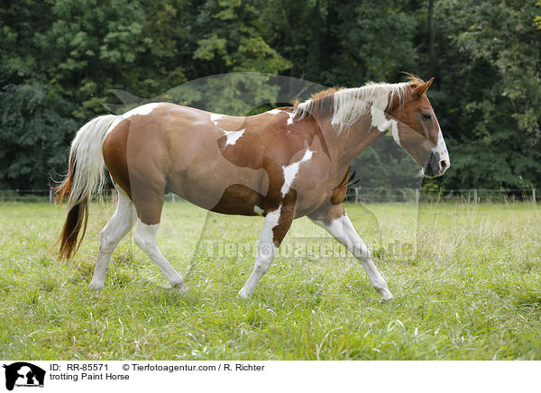 trabendes Paint Horse / trotting Paint Horse / RR-85571