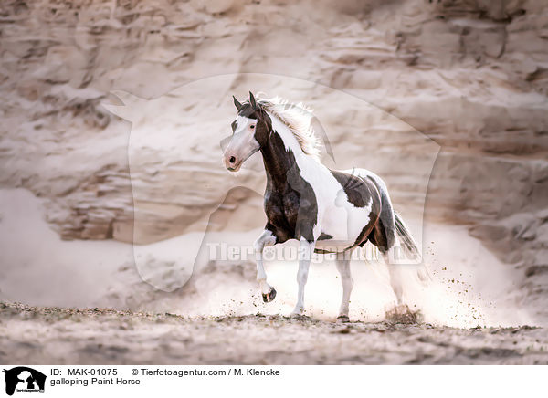galloping Paint Horse / MAK-01075