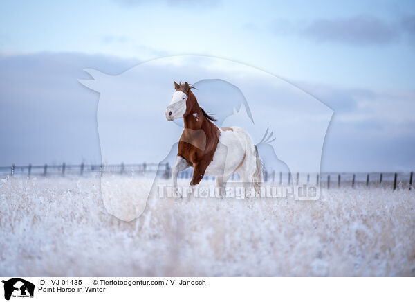Paint Horse in Winter / VJ-01435