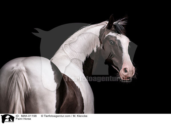 Paint Horse / Paint Horse / MAK-01198