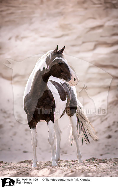 Paint Horse / Paint Horse / MAK-01199