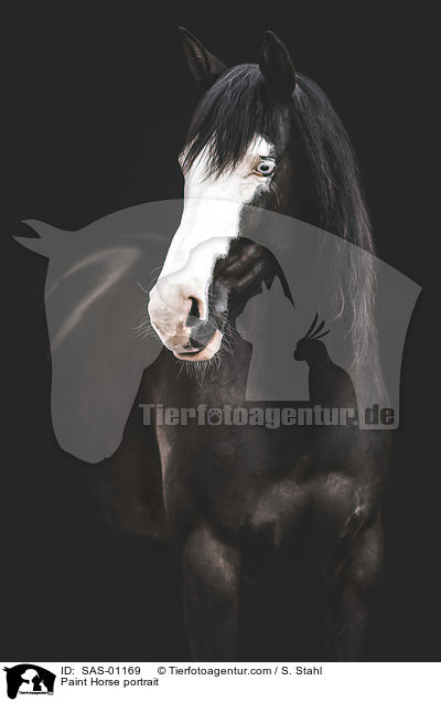 Paint Horse Portrait / Paint Horse portrait / SAS-01169