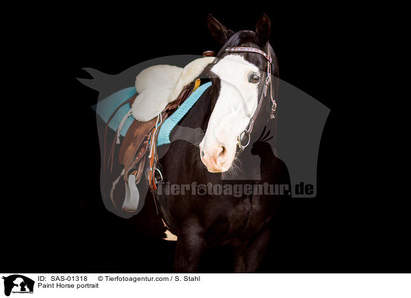 Paint Horse Portrait / Paint Horse portrait / SAS-01318