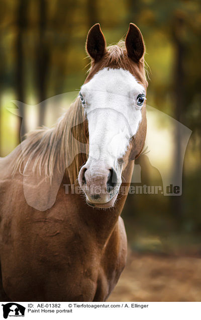 Paint Horse Portrait / Paint Horse portrait / AE-01382