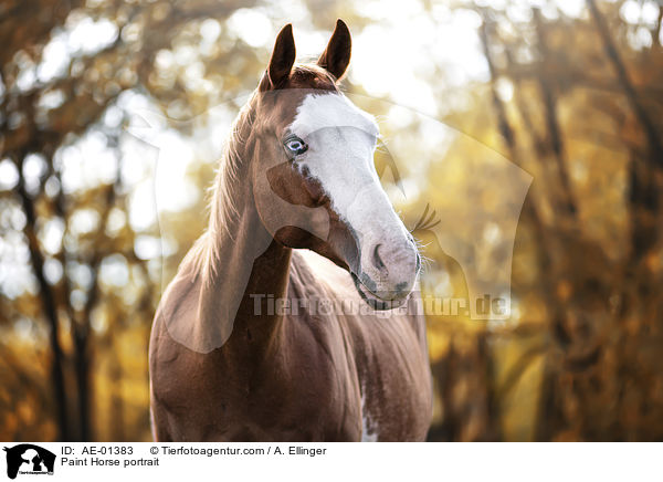 Paint Horse Portrait / Paint Horse portrait / AE-01383