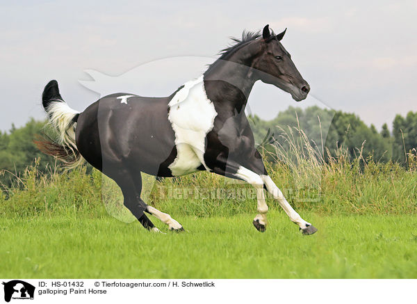 galoppierendes Paint Horse / galloping Paint Horse / HS-01432