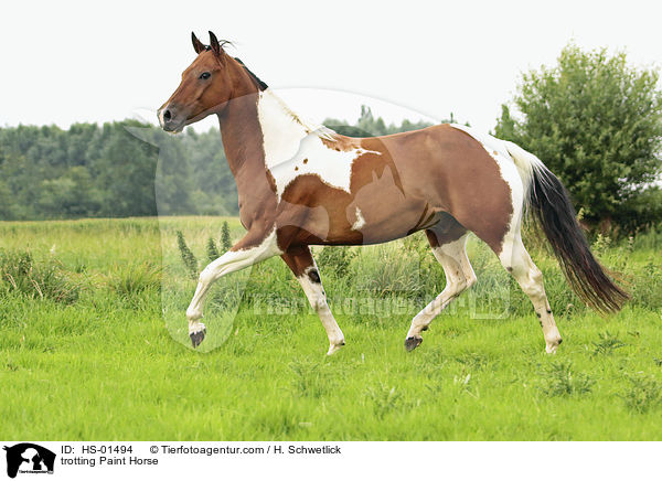 trabendes Paint Horse / trotting Paint Horse / HS-01494