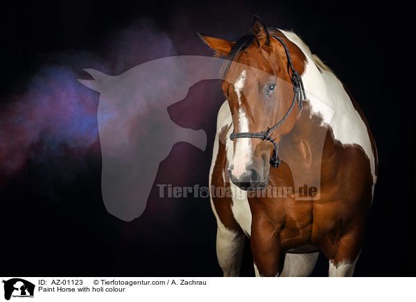 Paint Horse mit Holi Farbe / Paint Horse with holi colour / AZ-01123