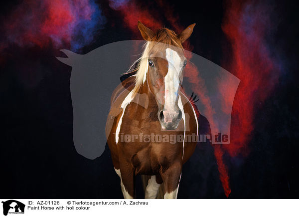 Paint Horse mit Holi Farbe / Paint Horse with holi colour / AZ-01126