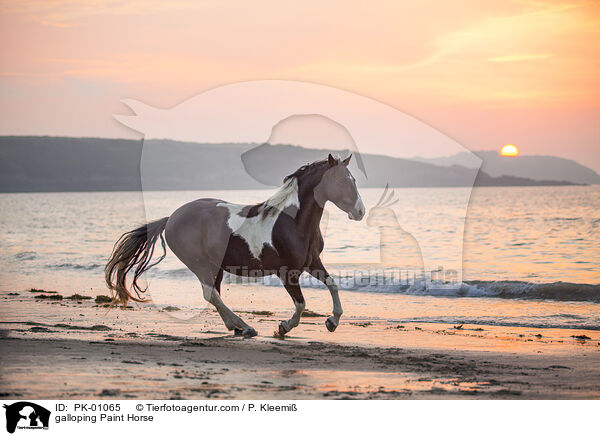 galloping Paint Horse / PK-01065