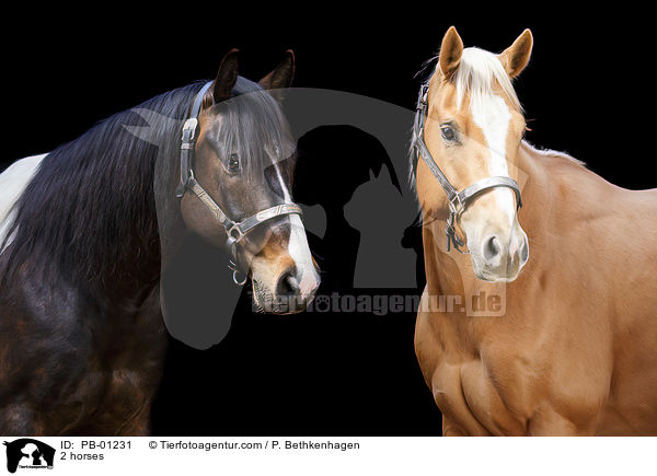 2 Pferde / 2 horses / PB-01231