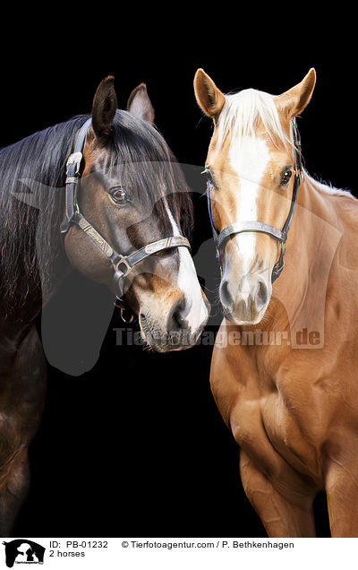 2 Pferde / 2 horses / PB-01232