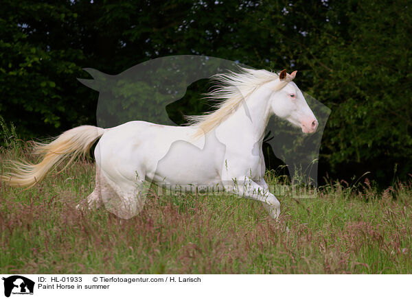 Paint Horse im Sommer / Paint Horse in summer / HL-01933