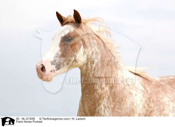 Paint Horse Portrait / Paint Horse Portrait / HL-01958