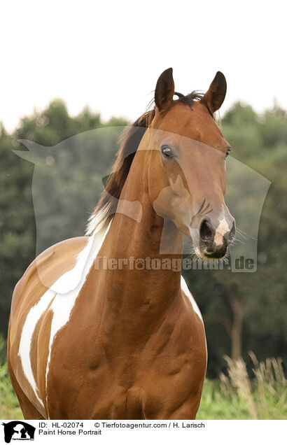 Paint Horse Portrait / Paint Horse Portrait / HL-02074
