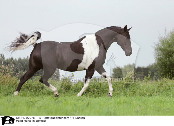 Paint Horse im Sommer / Paint Horse in summer / HL-02076