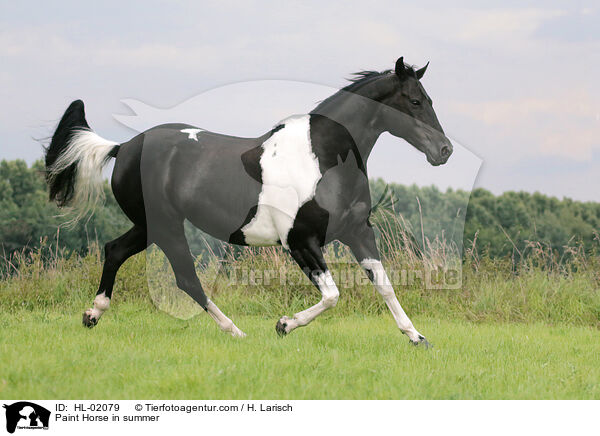 Paint Horse in summer / HL-02079