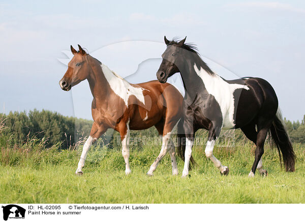 Paint Horse im Sommer / Paint Horse in summer / HL-02095