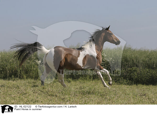 Paint Horse im Sommer / Paint Horse in summer / HL-02122