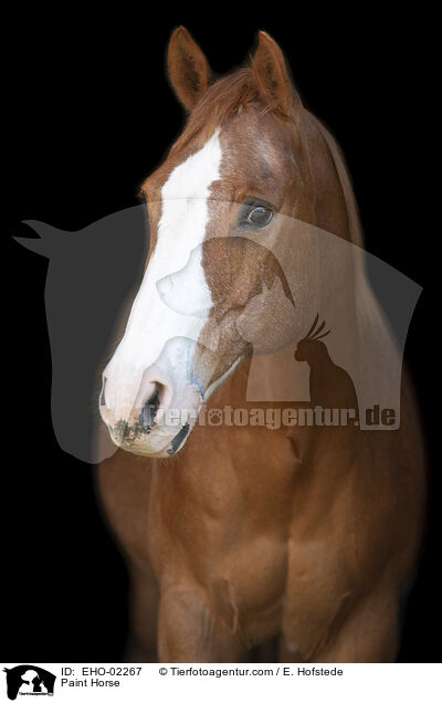 Paint Horse / Paint Horse / EHO-02267